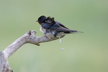 mating barn swallows on Rottumeroog.