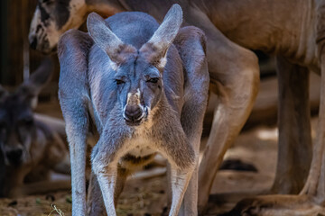 Obraz na płótnie Canvas kangaroo in the zoo