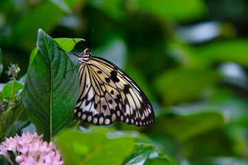 Butterfly Schmetterling 