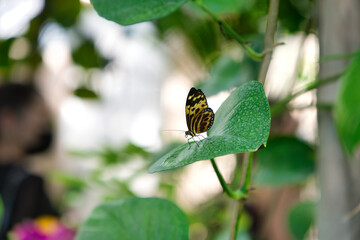 Butterfly Schmetterling 