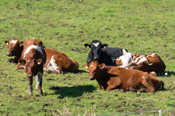 farm animals, sheep, horses, cows on the meadows in Norway