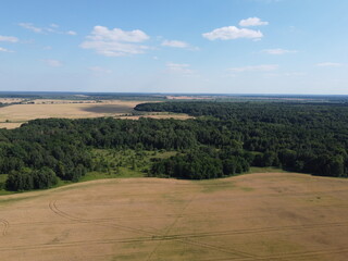 Obraz premium Green deciduous forest next to a farm field. Landscape from a bird's eye view. Sunny weather.