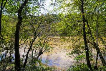 Fototapeta na wymiar a stunning shot of the the silky brown waters of the Chattahoochee river surrounded by lush green trees at Cochran Shoals Trail in Marietta Georgia