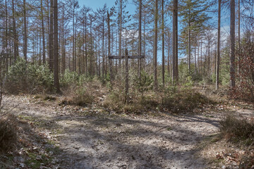 Forest Crossroads