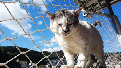 Cute cat walking with the blue sky behind him