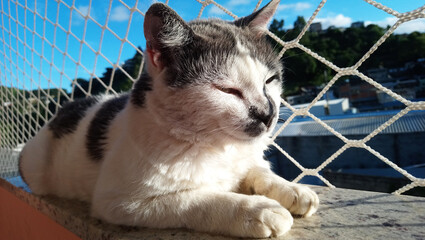 Cute cat lying down with the nature behind