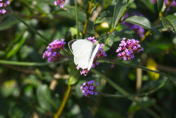 Large white butterfly (Pieris brassicae) perched on purple flower in Zurich, Switzerland © Janine