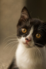 Image of baby persian cat