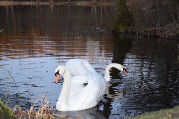 Swan
