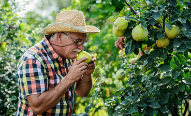 Orcharding. Farmer picking apple quince. Hobbies and leisure, agricultural concept