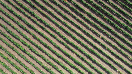Rows in the vineyard, natural pattern from above with a drone. View from a height on the vineyard plantation in Odessa.