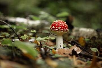 Poisonous fly agaric mushroom in autumnal forest