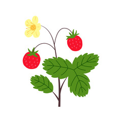 Blooming strawberries handdrawn