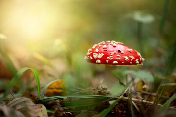 Poisonous fly agaric mushroom in autumnal forest