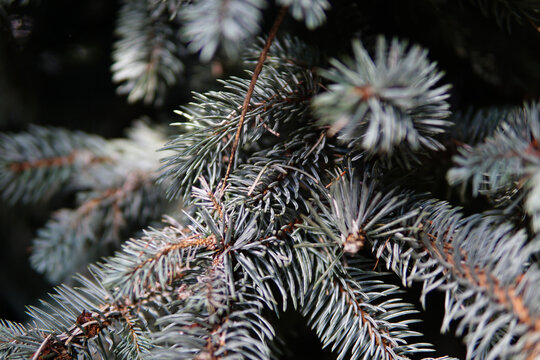 Closeup shot of colorado blue spruce branches