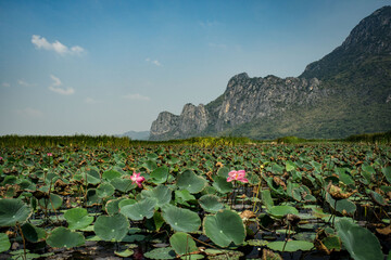 landscape with flowers and mountains