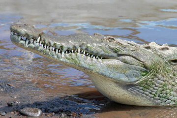 Large Female American Crocodile at rivers edge