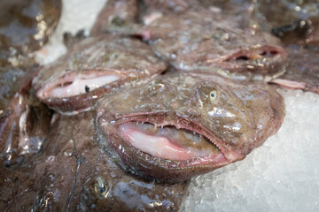 Monkfish on ice