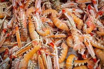 Langoustine
