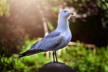 Herring Gull perched in a English park,beautifully backlit by the Summer Sun