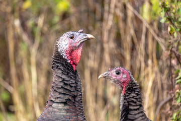 Turkey pair closeup portrait of sitting on a farm barn fence in front of the green bushes. Authentic farm series.