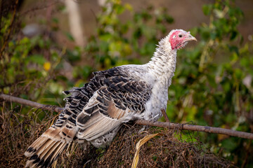 Turkey sitting on a farm barn fence in front of the green bushes. Authentic farm series.