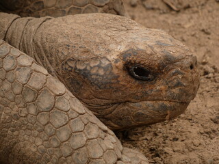 Portrait of giant tortoise, Tortoise Breeding Center, Isabela island, Galapagos