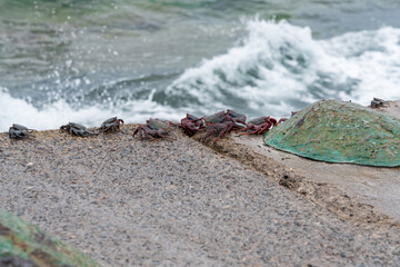 Red Rock Crab (Grapsus adscensionis)