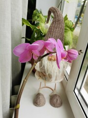 orchid on the table and gnome on the windowsill