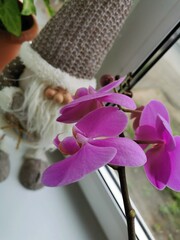 pink orchid flower and Gnome