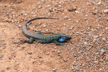Lizard Gallotia galloti (Western Canaries Lizard).