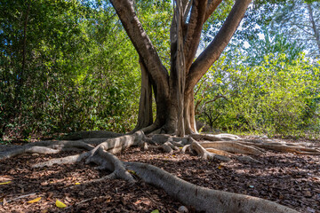 Large tree ficus, with large roots at ground level.