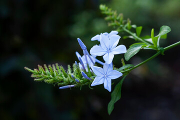 Beautiful bright blue flowers
