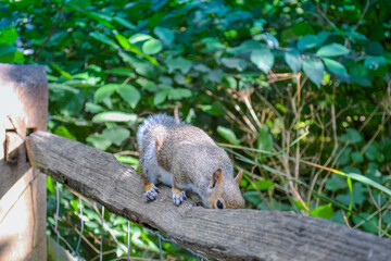 Obraz premium A nimble gray squirrel. Inhabitant of parks and forests in England