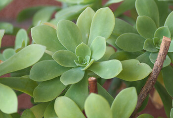 succulent rosette plant background