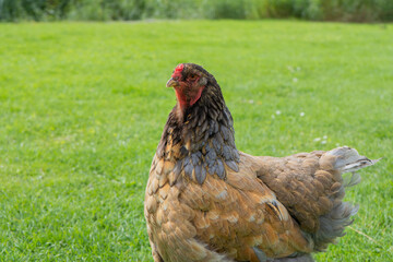 A female chicken on the grass