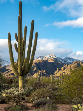 saw saguaro in the Arizona desert with mountain in background © Daniel