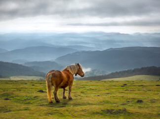 Fototapeta na wymiar horse in the mountains