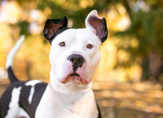 Obraz premium A black and white Pit Bull Terrier mixed breed dog with large ears outdoors in autumn
