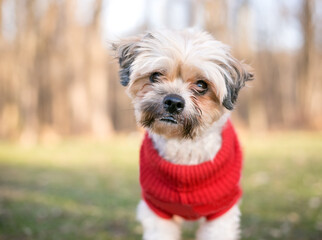 A cute Shih Tzu dog standing outdoors wearing a red sweater