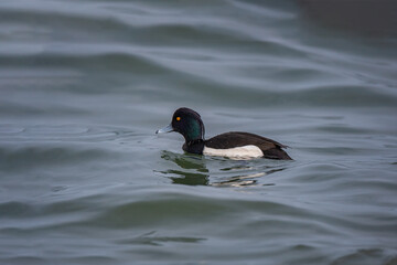 Greater Scaup (Aythya marila) floating on the seashore
