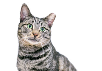 A tabby shorthair cat with its ear tipped, indicating that it has been spayed or neutered and vaccinated as part of a TNR program © Mary Swift