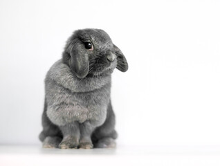 A cute gray Lop rabbit sitting on a white background