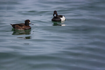Greater Scaup (Aythya marila) floating on the seashore