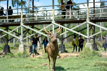 Javan rusa at the Ranca Upas deer sanctuary, Ciwidey - obrazy, fototapety, plakaty