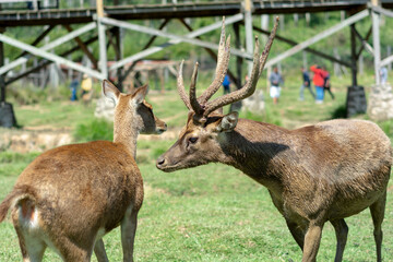 Naklejka na ściany i meble Javan rusa at the Ranca Upas deer sanctuary, Ciwidey