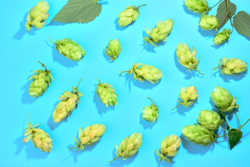 The pattern of the fresh green hop cones laid out on a blue background. Background for advertising beer, fresh spices and seasonings.