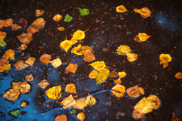Colorful autumn leaves lie in a puddle on the ground