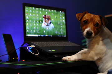 Pies i komputer. Dog and computer. Jack Russell Terrier - obrazy, fototapety, plakaty
