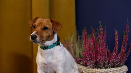 Pies pozuje na tle wrzosów. The dog poses against the background of heathers Jack Russell Terrier © jarizPJ